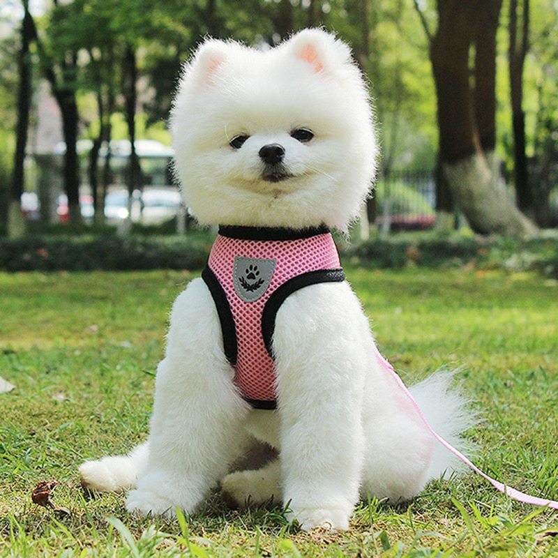 Cinturón de Seguridad para Mascotas en Coche – Protección y Comodidad en Cada Viaje 🚗🐾 - EliteMascotas