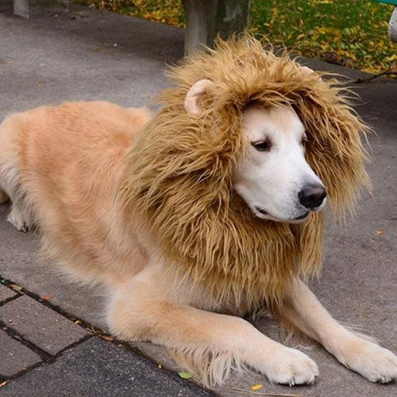 Disfraz de Melena de León para Mascotas – ¡Convierte a tu peludo en el rey de la jungla! 🦁🎉 - EliteMascotas