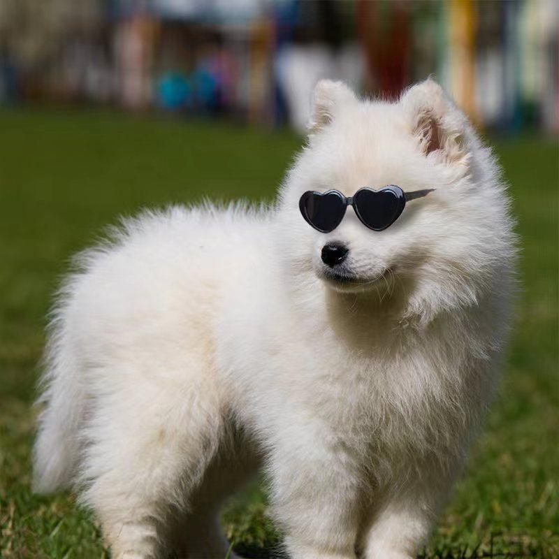 🕶️ Gafas de Sol para Mascotas – Estilo y Protección para Perros y Gatos con Mucha Personalidad 🐾✨ - EliteMascotas
