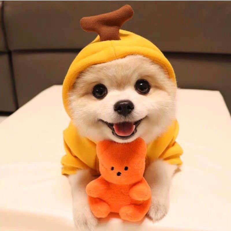 Sudadera Frutal para Perros Pequeños en Invierno – Estilo, Calidez y Comodidad para los Días Fríos 🍊🐶 - EliteMascotas