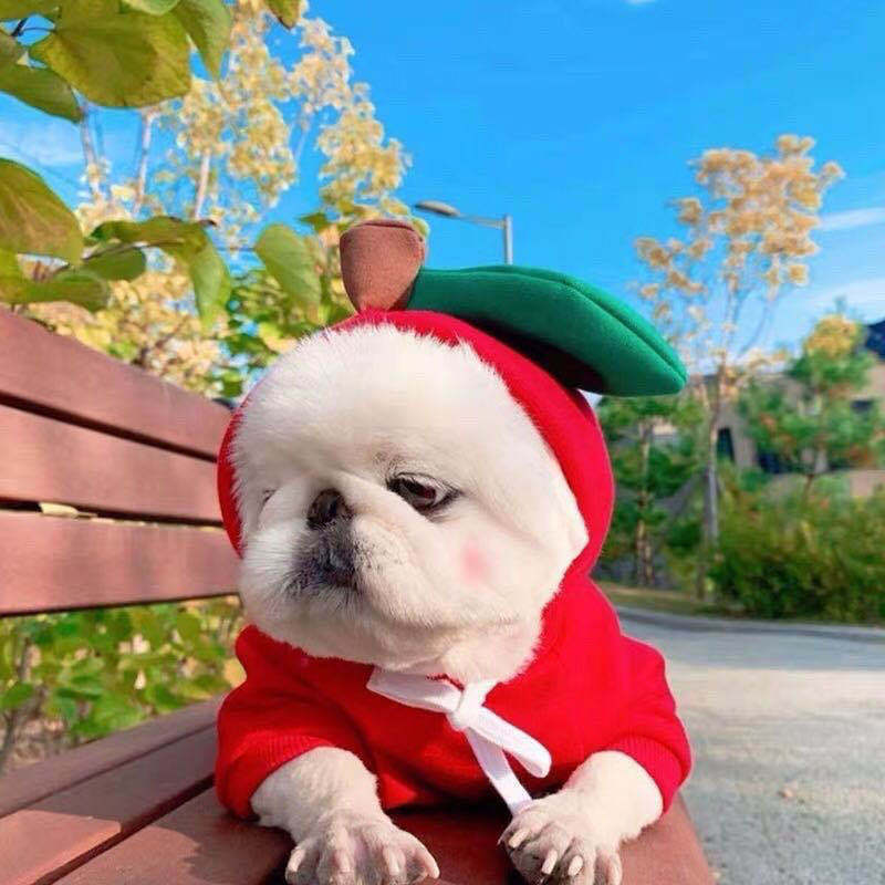 Sudadera Frutal para Perros Pequeños en Invierno – Estilo, Calidez y Comodidad para los Días Fríos 🍊🐶 - EliteMascotas