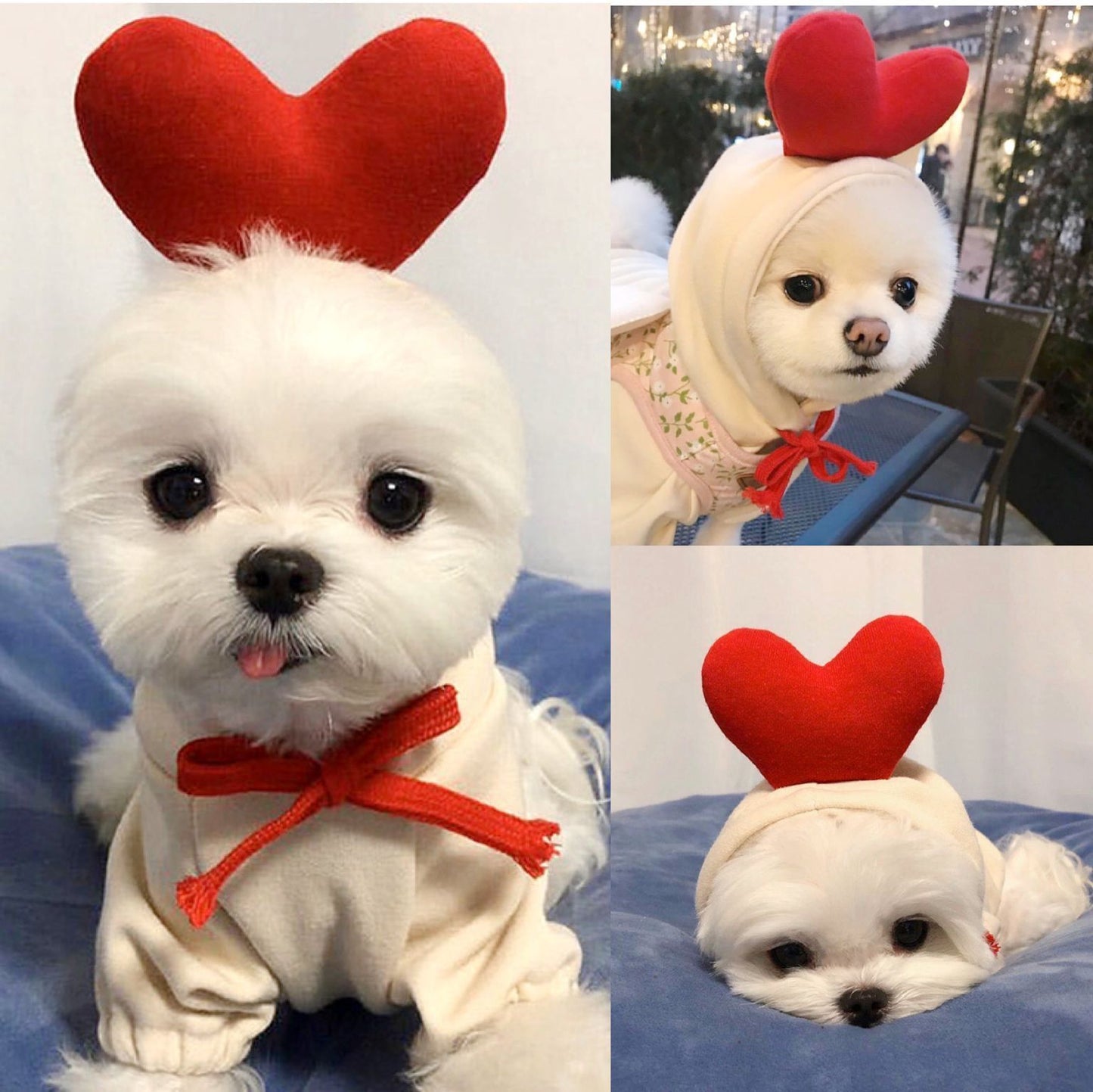 Sudadera Frutal para Perros Pequeños en Invierno – Estilo, Calidez y Comodidad para los Días Fríos 🍊🐶 - EliteMascotas