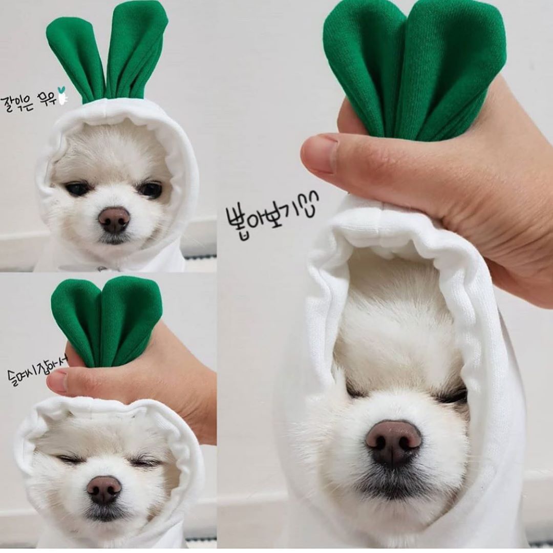 Sudadera Frutal para Perros Pequeños en Invierno – Estilo, Calidez y Comodidad para los Días Fríos 🍊🐶 - EliteMascotas