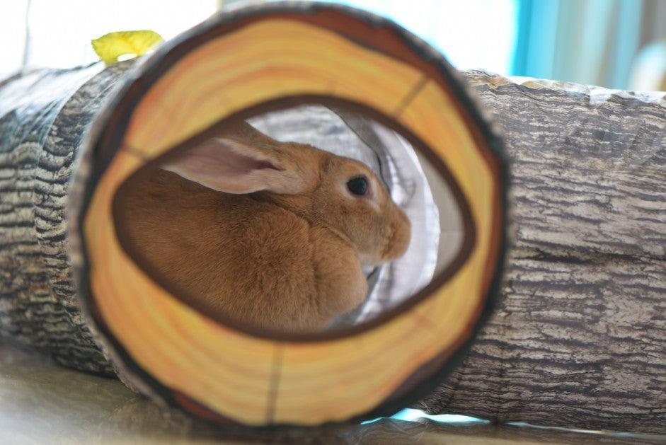 Túnel 3 - Vías Árbol para Gatos Activos – Aventura, juego y diseño natural en un solo túnel 🌿🐾 - EliteMascotas