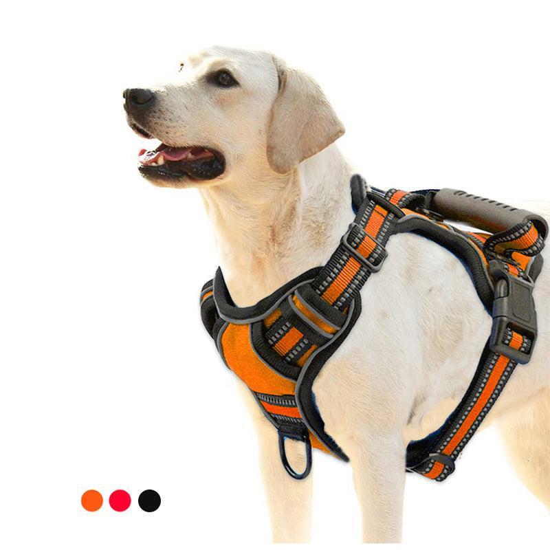 Collares y arneses para perros y gatos: guía para elegir el mejor accesorio - EliteMascotas