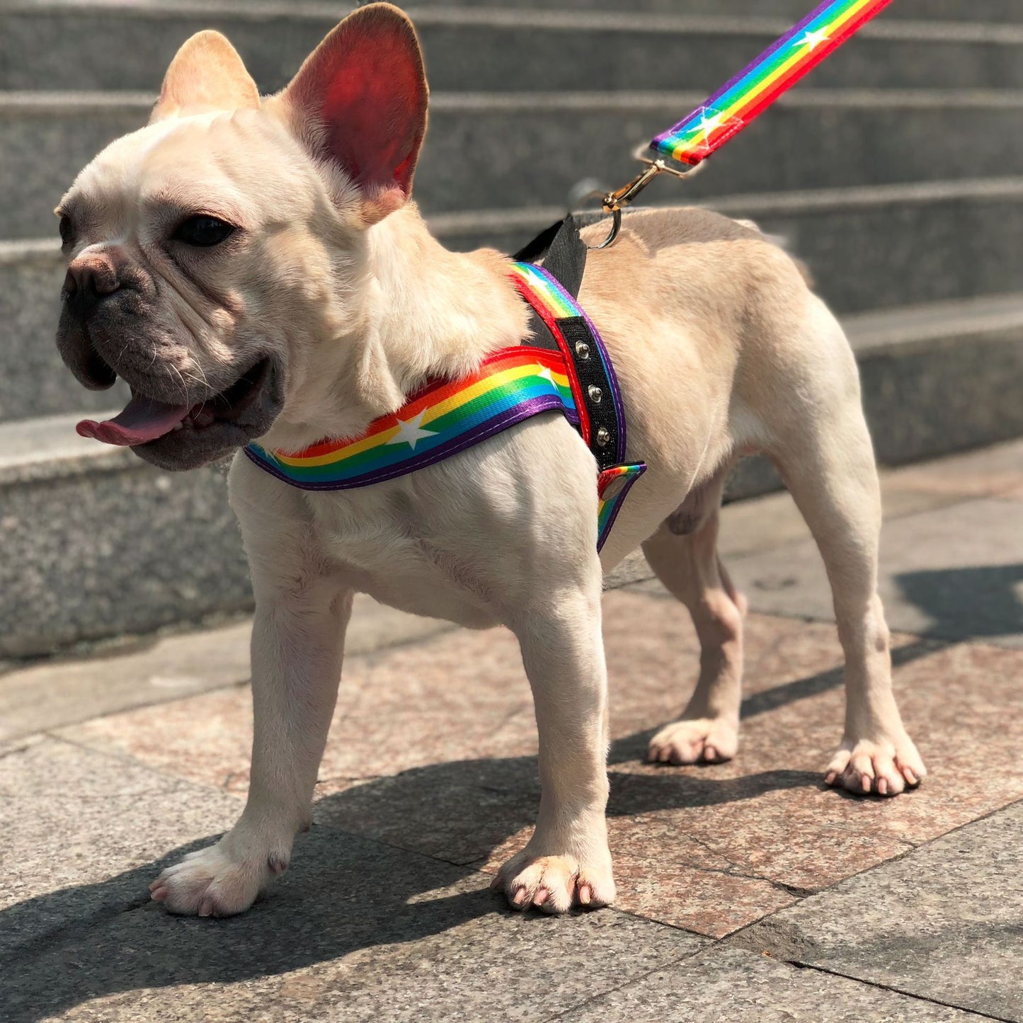 Correa Arcoíris para Perros con Correa Pecho – Estilo y Seguridad en Cada Paseo 🌈🐶