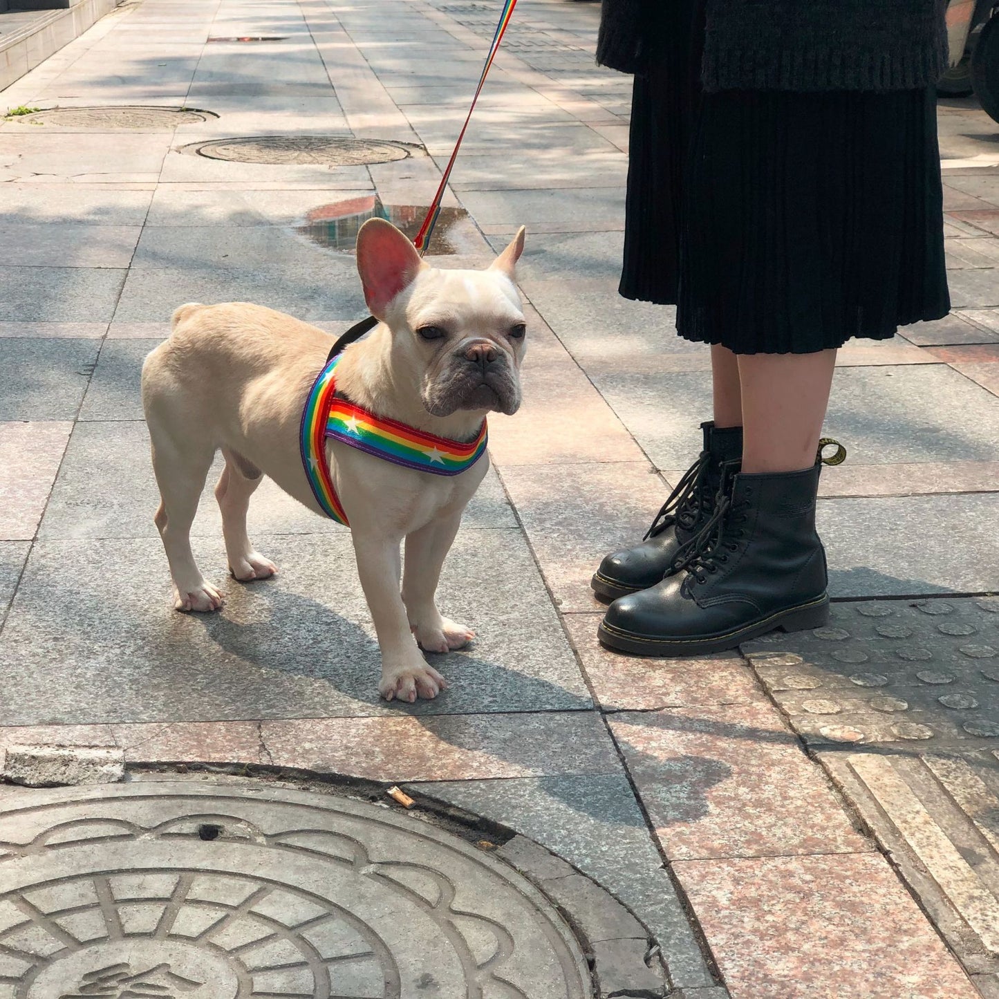 Correa Arcoíris para Perros con Correa Pecho – Estilo y Seguridad en Cada Paseo 🌈🐶