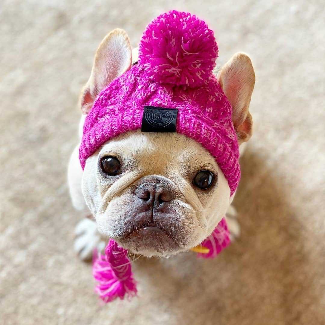 Gorro Luchador para Perros: Cálido y Resistente – Estilo y Protección para el Invierno ❄️🐶