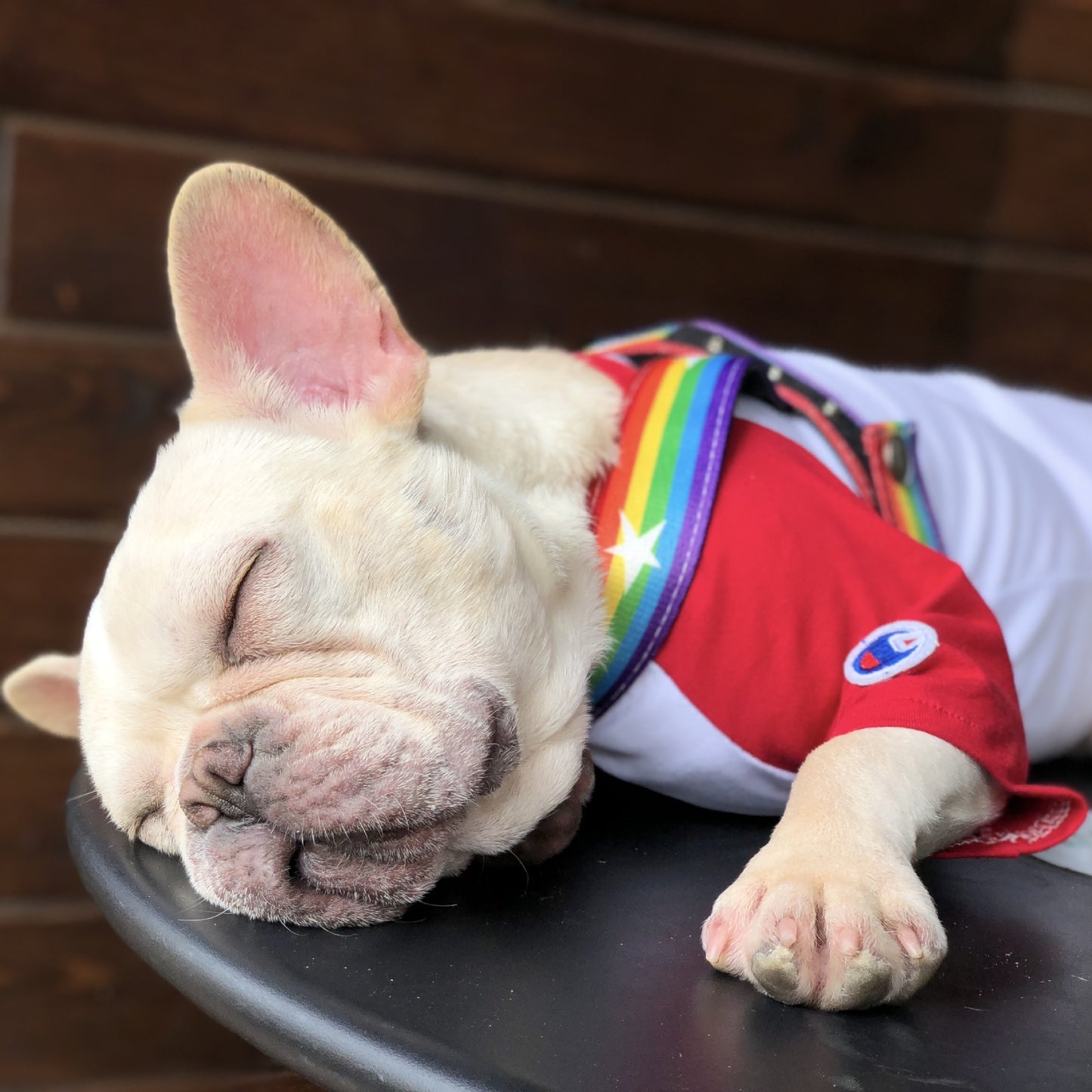 Correa Arcoíris para Perros con Correa Pecho – Estilo y Seguridad en Cada Paseo 🌈🐶