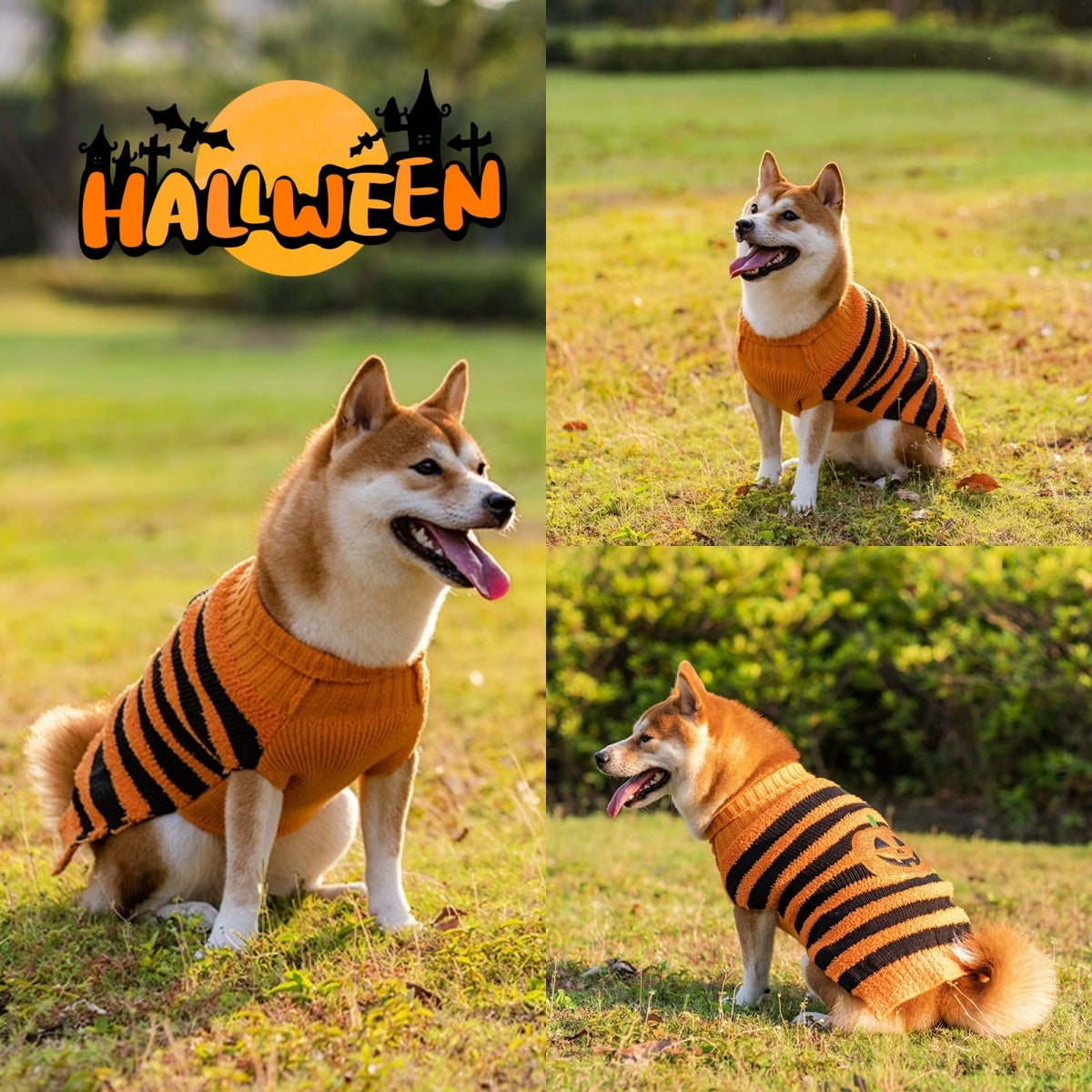 Suéter Teddy para Perros en Halloween Festivo: ¡Diversión y Calidez! 🎃🐾