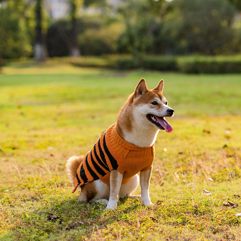 Suéter Teddy para Perros en Halloween Festivo: ¡Diversión y Calidez! 🎃🐾