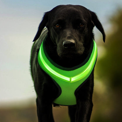 Arnés LED para Perros, Carga USB Segura – Visibilidad y Seguridad en Cada Paseo Nocturno 🐾🌟